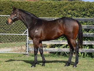 Lot 19, a colt by Burgundy out of Precious secured for $42,000. 